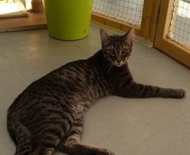 Prachtkater!