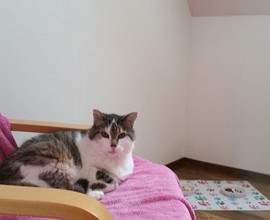 Micki genießt das Kitty Loft.