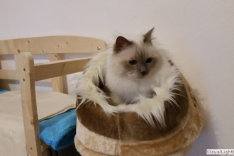 So ein lieber Kater Cosmo...