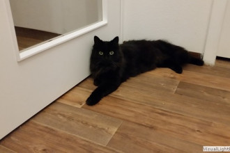 schlaues Mädchen Sini