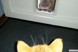 Hallo Herr Nachbar!