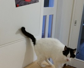 Gato auf Entdeckung