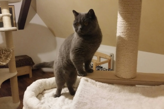 hübscher Armani