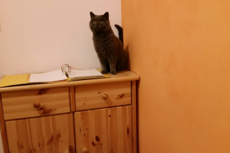 Büroassistent Armani