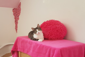 hallo