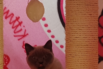 Hello