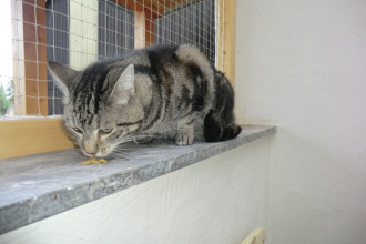 Wichtel ist ein ganz lieber Kater!