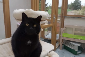 ganz süßer Kater